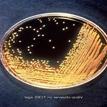 cfu bacteria.